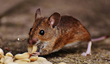 24 Hour & Emergency Exterminators in Lincoln Park, PA